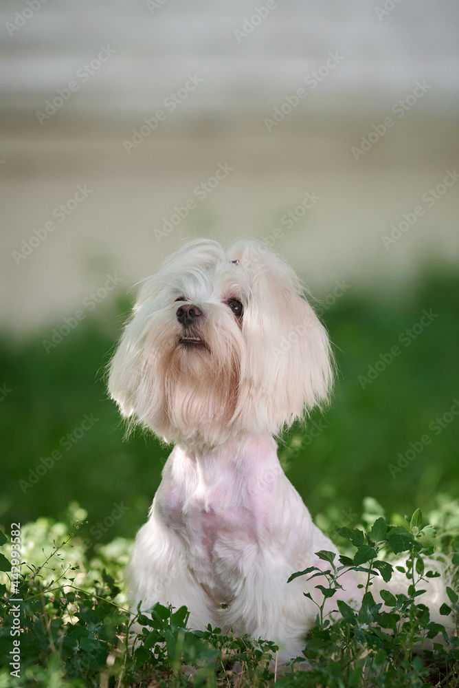 Small dog maltese sits in a grass and looks up Small dog maltese sits in a grass and looks up