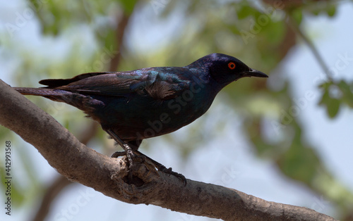 Rotschulter-Glanzstar (Lamprotornis nitens), Etosha, Namibia photo