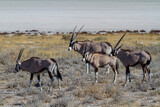 Gruppe von Oryxantilopen , Etosha