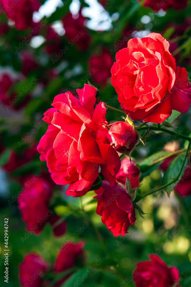 Beautiful red blooming rose flower bush. Close up natural background