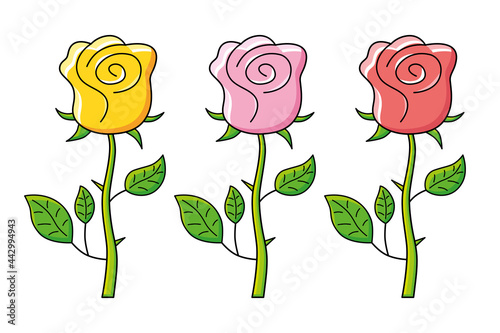 Yellow, pink and red rose flower isolated.