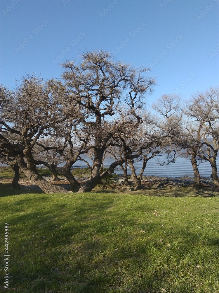 Obraz premium trees in the field