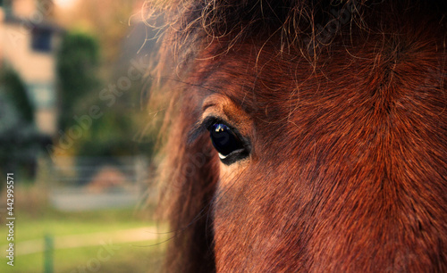 Close-up of horse Eye
