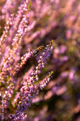 Bee and lavender blossom flowers