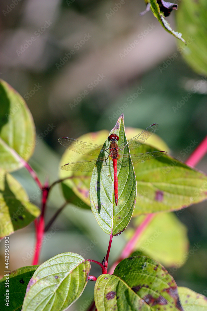 Dragonfly on green leaf Dragonfly on green leaf