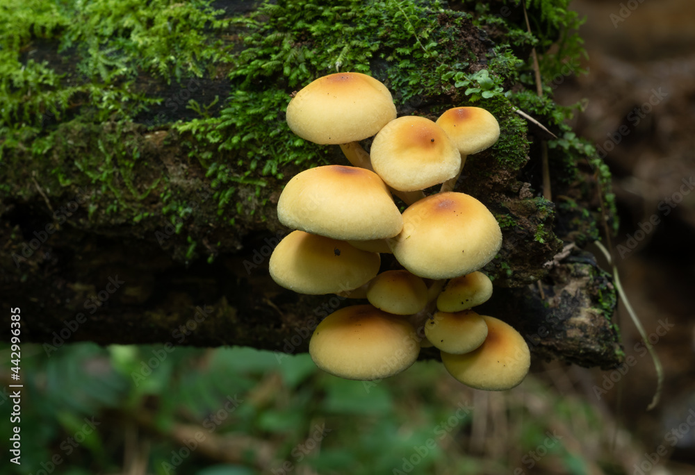 Yellow mushrooms in a fallen trunk in a rainforest at Brazil Yellow mushrooms in a fallen trunk in a rainforest at Brazil