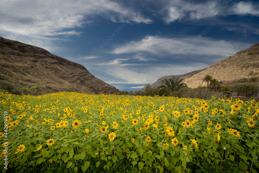 sunflower field in  Guayedra ravine  . Agaete. Gran canaria