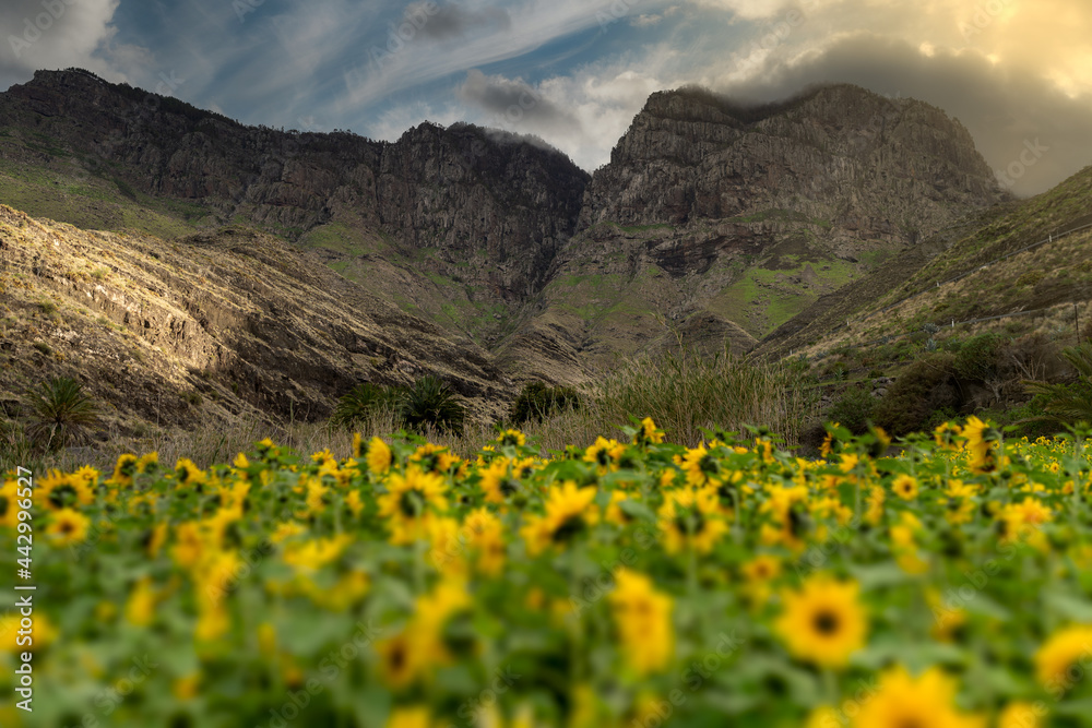 sunflower field in  Guayedra ravine with Tamadaba mountains in the background. Agaete. Gran canaria