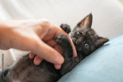 black kitten with gray eyes plays with human fingers. close up