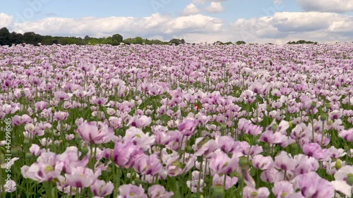 Wallpaper Mural 4K video clip of a field of flowers pink poppies  Torontodigital.ca
