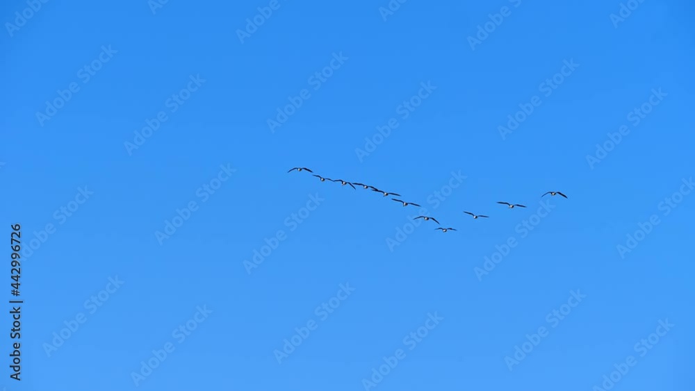 A group of wild geese flying in the blue sky A group of wild geese flying in the blue sky