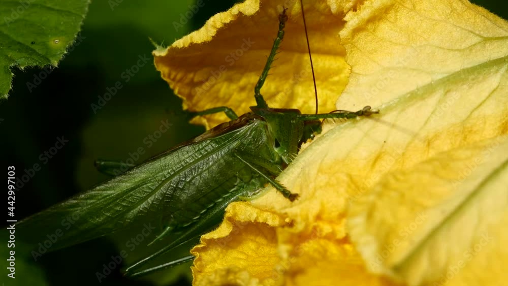 Sauterelle sur fleur jaune.