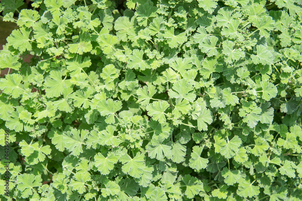 Fototapeta premium Nutmeg scented geranium herb growing in a garden