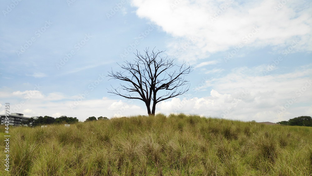 Fototapeta premium The Lone Tree in Jurong Lake Gardens Singapore