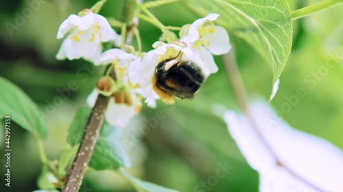 Hardworking hymenopteran insect bumblebee pollinates the white flowers of Actinidia. Slow motion x5. Macro shot. Concept of biology and nature. Latin, international names - Actinidia kolomikta, Bombus