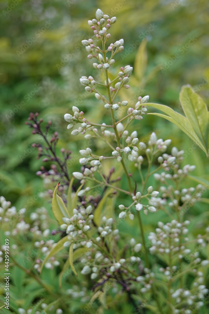 Heavenly Bamboo, also called Sacred Bamboo, Nandina, Chinese Sacred Bamboo. Heavenly Bamboo, also called Sacred Bamboo, Nandina, Chinese Sacred Bamboo.