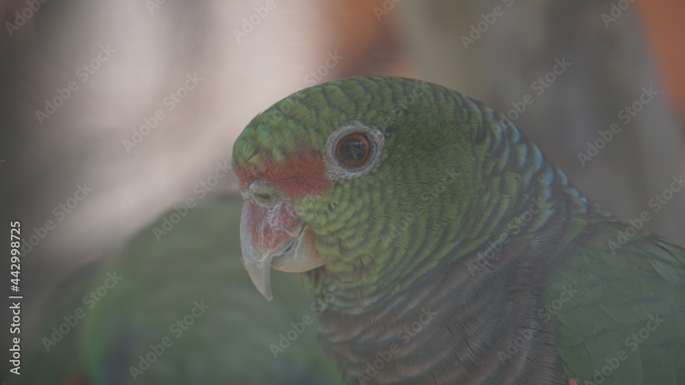 Obraz premium Zoo and farm