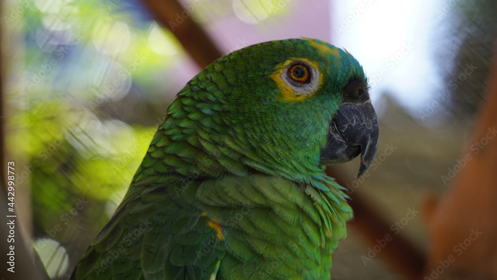 Obraz premium Zoo and farm