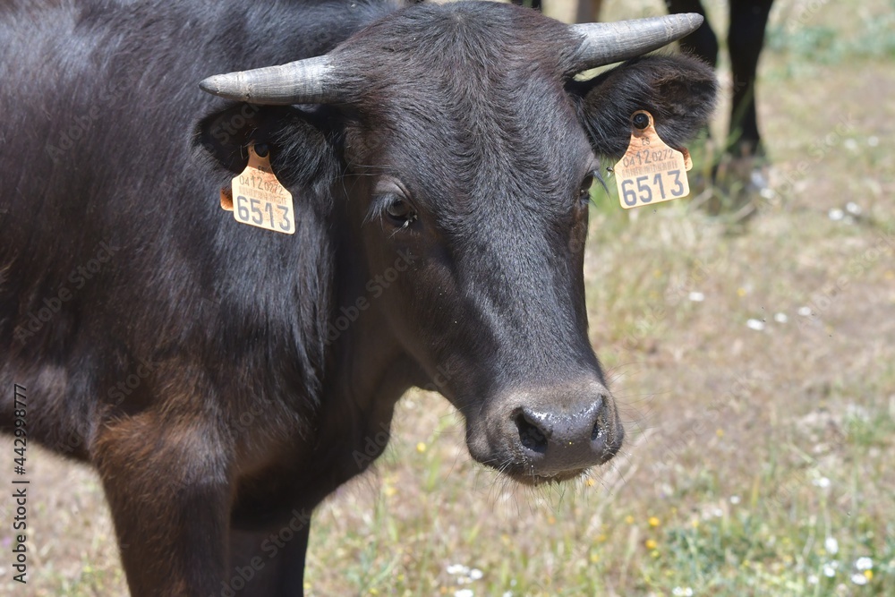 black and white cow black and white cow