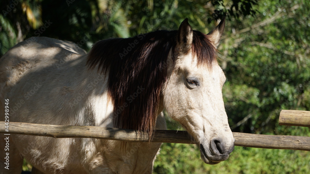 Obraz premium Zoo and farm