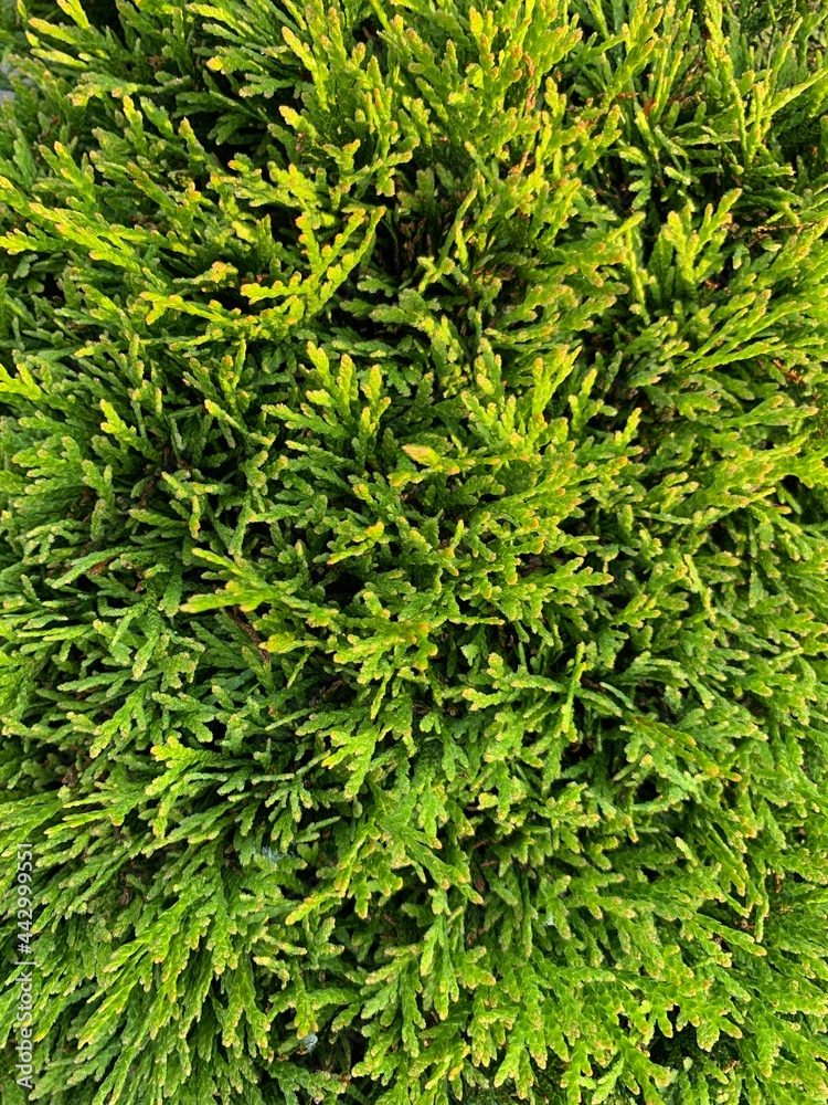 green leaves background green leaves background