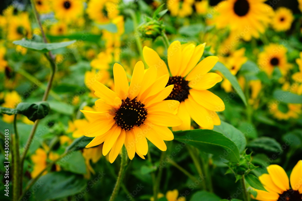 Orange Sunflower - ヒメヒマワリ 黄色い花