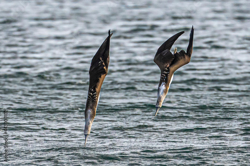 Galapagos Blue-footed boobie bird diving/hunting for sardines.