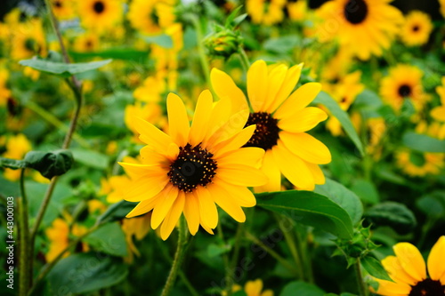 Orange Sunflower - ヒメヒマワリ 黄色い花 © Eric Akashi