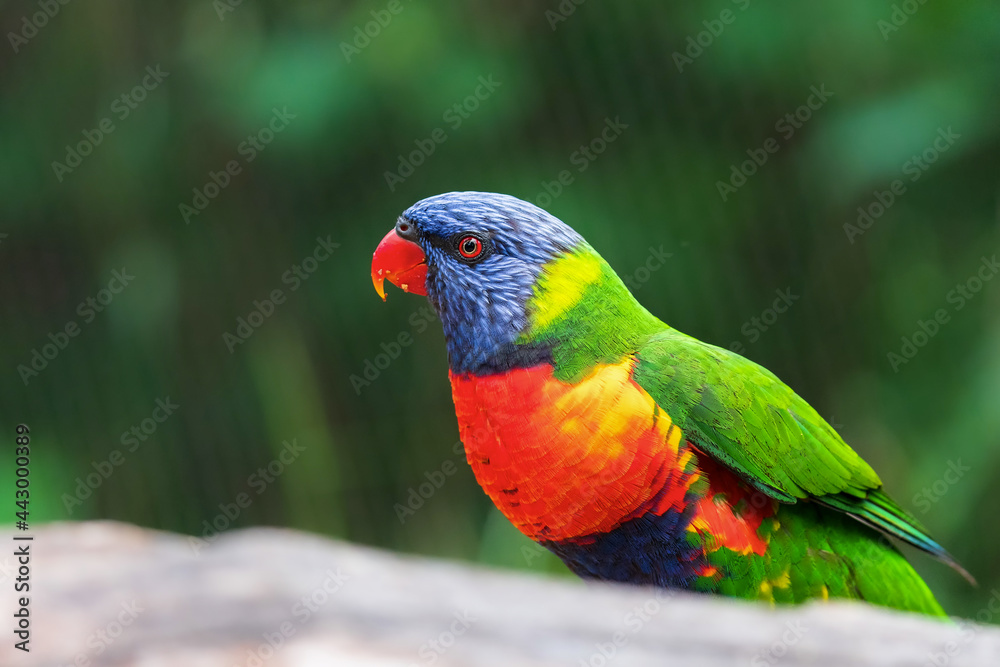 The rainbow lorikeet (Trichoglossus moluccanus) sitting on the branch. Extremely colored parrot on a branch with a green bokeh background.