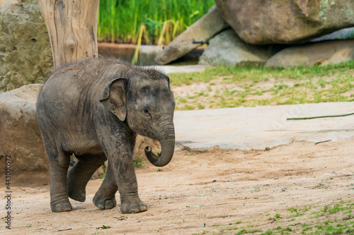 Photography Funny baby elephant