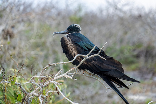 Galapagos Greater Frigate Bird