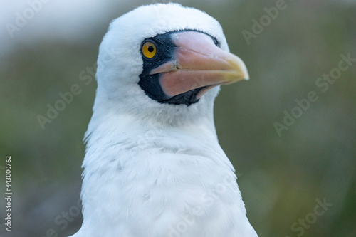 Nazca Boobie Bird in Galapagos Islands.