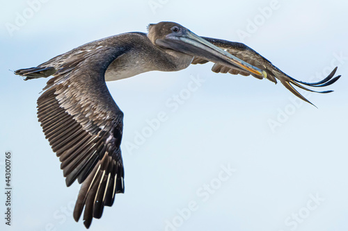 Galapagos Brown Pelican in flight