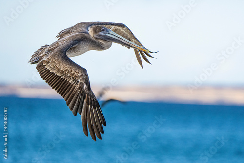 Galapagos Brown Pelican in flight.