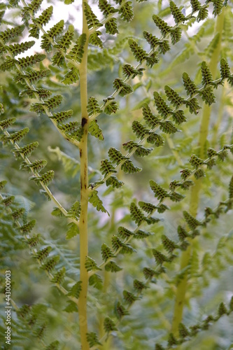 Lady Fern is a Wisconsin native, clump-forming perennial with long upright-​arching fronds and light green stalks that contrast in shady landscapes. photo