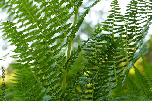 Lady Fern is a native perennial upright fern that can reach 2-5 feet in height. photo