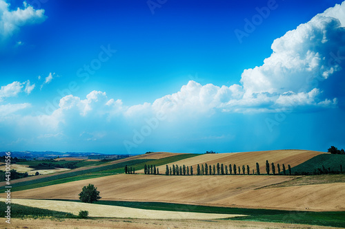 Monferrato, tra San Salvatore e Lu (AL) photo