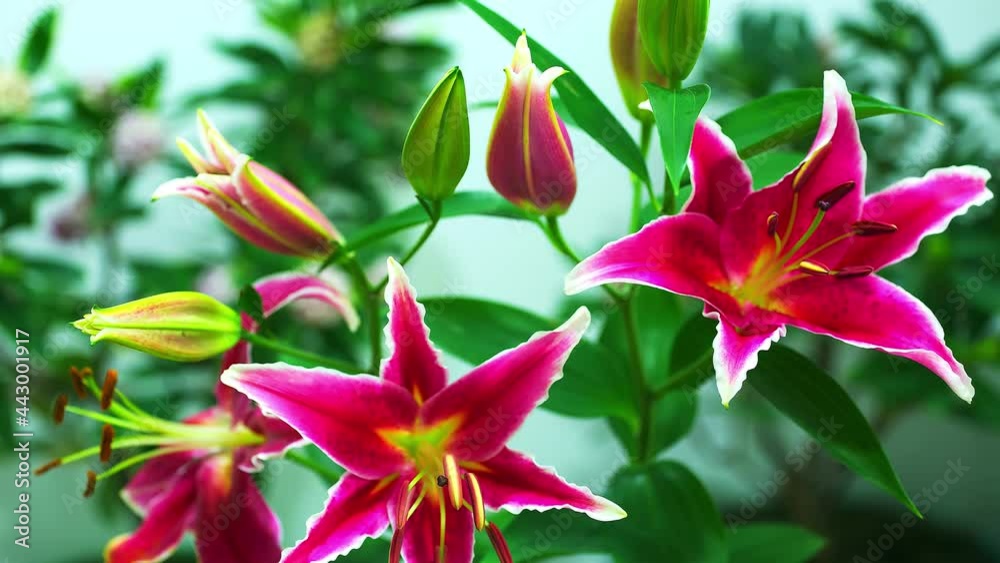 Time-lapse and close-up shot of beautiful lilies blooming Time-lapse and close-up shot of beautiful lilies blooming