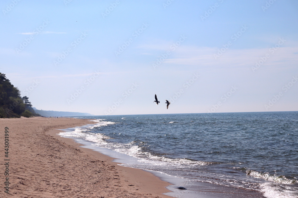 sea birds against the beautiful blue sky on the beach - in the background the Baltic Sea, Dziwnów, Poland