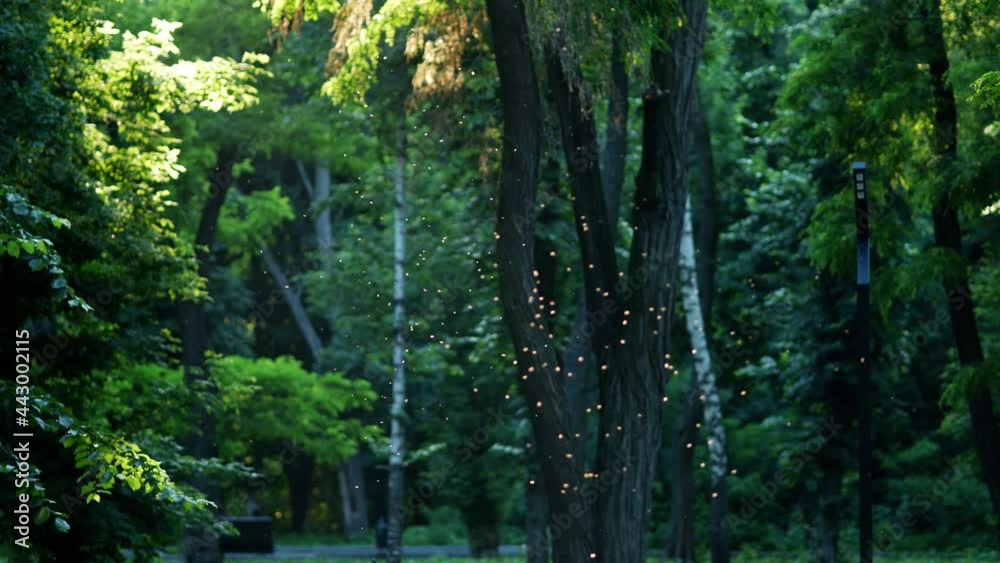Cloud of midges is illuminated by sun rays in city park. Flock of mosquitoes or gnus bask in sun. Vile swirls in forest. Flies backlit among green trees. Insects gather in a pack together at sunset Cloud of midges is illuminated by sun rays in city park. Flock of mosquitoes or gnus bask in sun. Vile swirls in forest. Flies backlit among green trees. Insects gather in a pack together at sunset