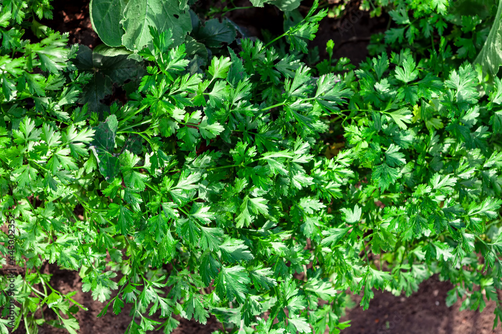 Fototapeta premium parsley in the garden