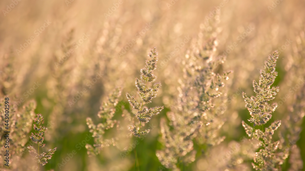Field grass and flowers in backlight. Nature and floral botany Field grass and flowers in backlight. Nature and floral botany