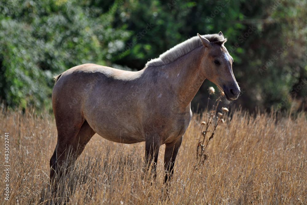 horse in the field