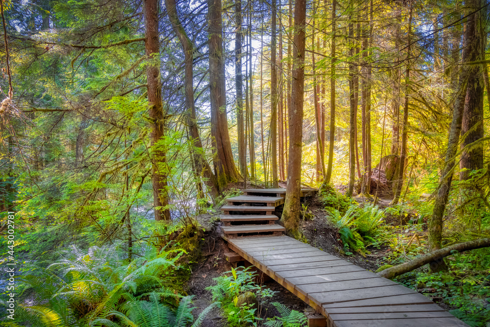 Obraz premium Lynn Canyon Park, North Vancouver, British Columbia, Canada. Beautiful Wooden Hiking Trail in the Rainforest. Sunny Summer Morning.