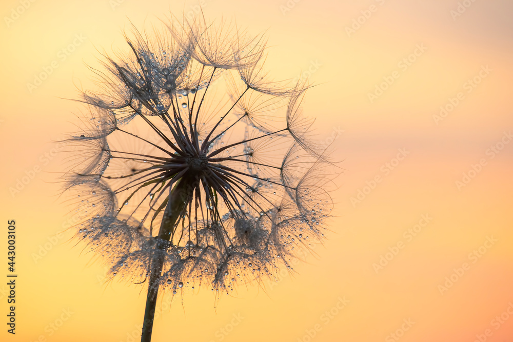 Fototapeta premium Silhouette of a dandelion flower in the backlight with drops of morning dew. Nature and floral botany