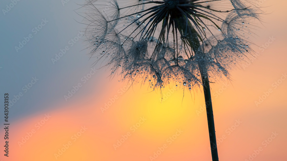 Dandelion flower in backlight with drops of morning dew. Nature and floral botany