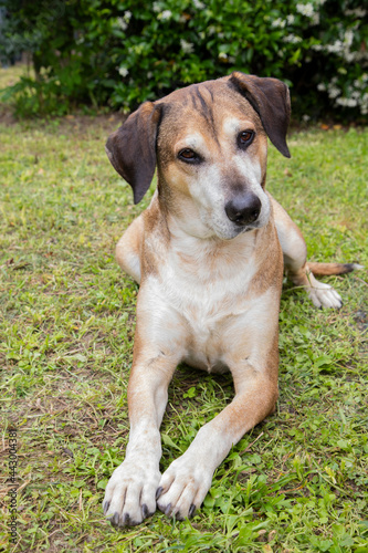 cute kind mongrel lies on the grass in the garden