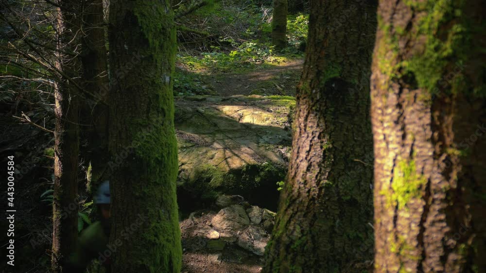 Static Extreme Sports Background of Mountain Biker Dropping Rocks in Mossy Forest Static Extreme Sports Background of Mountain Biker Dropping Rocks in Mossy Forest