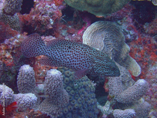 Coney Grouper Camouflaged on the Reef © Joseph M. Bowen