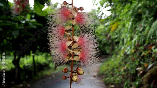 Okinawa,Japan - June 29, 2021: Barringtonia racemosa or powder-puff tree in Miyakojima island, Okinawa, Japan
 photo